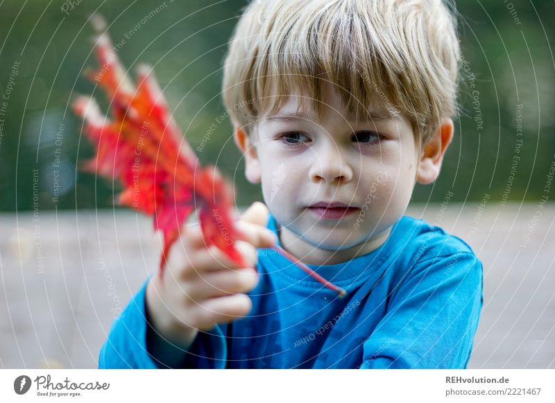 sheet view Human being Masculine Child Boy (child) Infancy Face 1 3 - 8 years Environment Nature Landscape Autumn Leaf Observe To hold on Authentic Natural