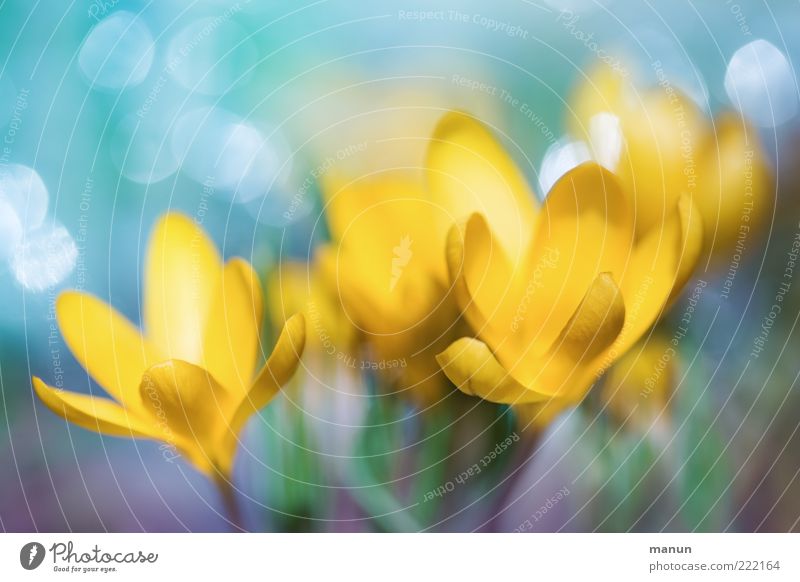 yellow crocuses Nature Spring Plant Flower Leaf Blossom Crocus Spring flower Spring colours Spring flowering plant Blossoming Glittering Fresh Kitsch Beautiful