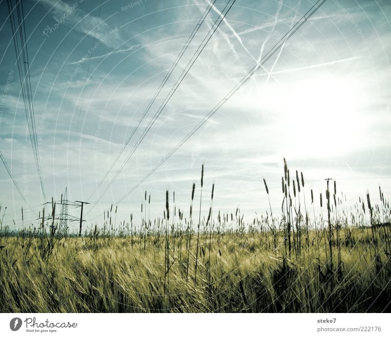 [99] lined Energy industry Landscape Sky Sun Grass Agricultural crop Field Grain field High voltage power line Electricity pylon Vapor trail Colour photo