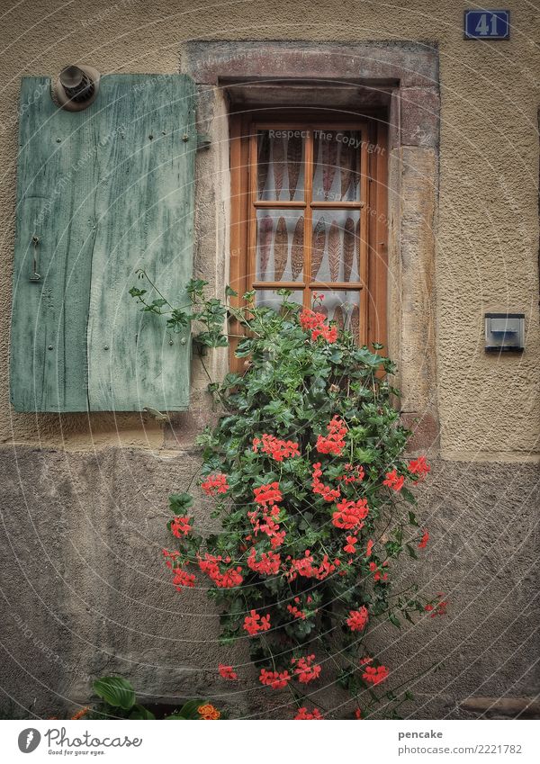 grow and prosper | pot plants Plant Old town House (Residential Structure) Wall (barrier) Wall (building) Window Authentic Friendliness Near Cute Town Warmth