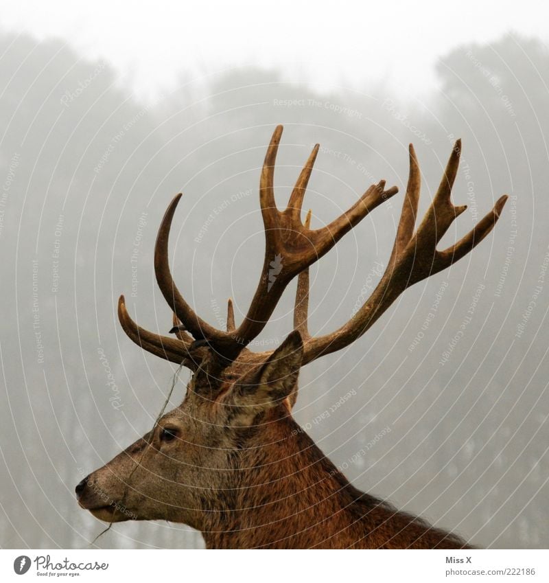 stag Animal Wild animal 1 Large Pride Deer Deer head Antlers Head Fog Colour photo Exterior shot Dawn Animal portrait Profile Day