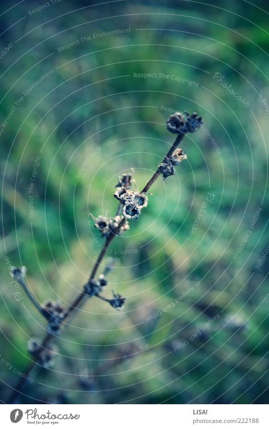 untitled Nature Plant Autumn Grass Bushes Meadow Brown Green Black Colour photo Exterior shot Close-up Detail Deserted Copy Space top Shallow depth of field