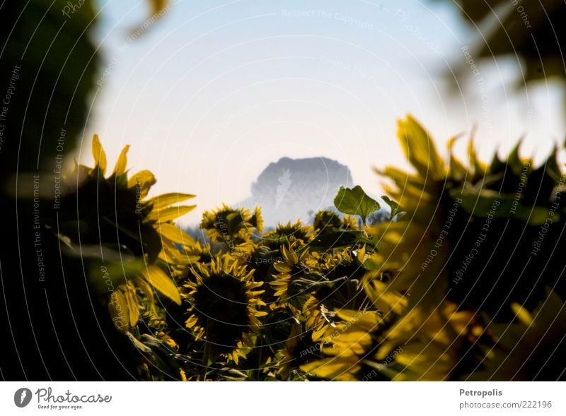 liilistone Saxon Switzerland Elbsandstone mountains Saxony Pirna Liliesstein Mountain Fog Sunflower Sunflower field Summer Plant Field Yellow Green Blue Morning