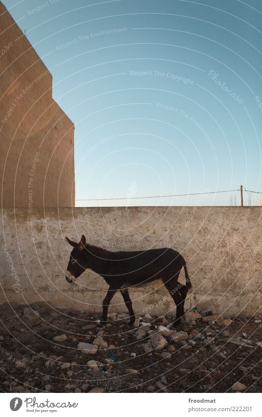 work animal Cloudless sky Beautiful weather diabatic Essaouira Animal Farm animal Donkey 1 Going Stand Thrifty Morocco Workaholic Minimalistic Poverty Pathetic