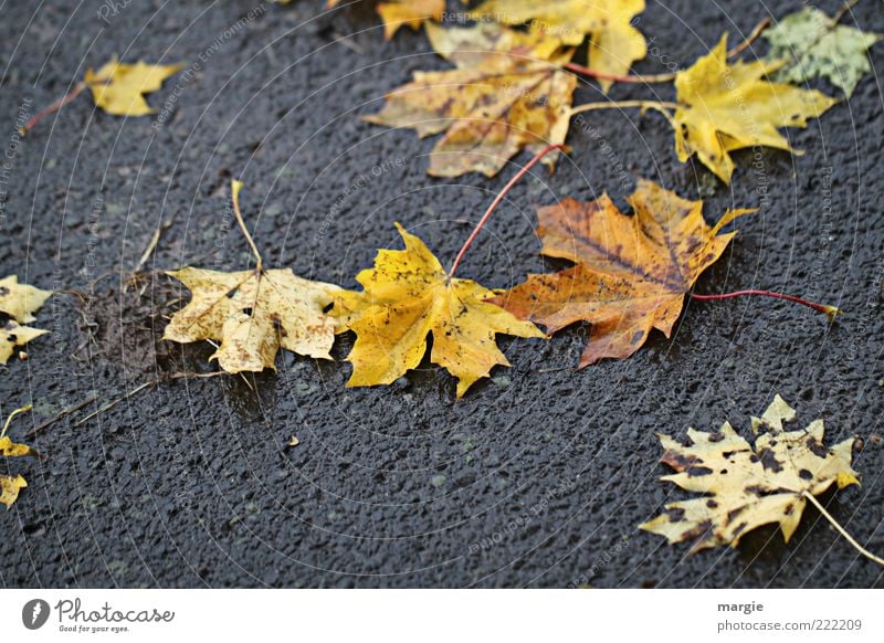 Mucky - Autumn: autumn leaves on the wet street Environment Nature Weather Bad weather Plant Leaf Foliage plant Street Asphalt Rain Multicoloured Sadness Old