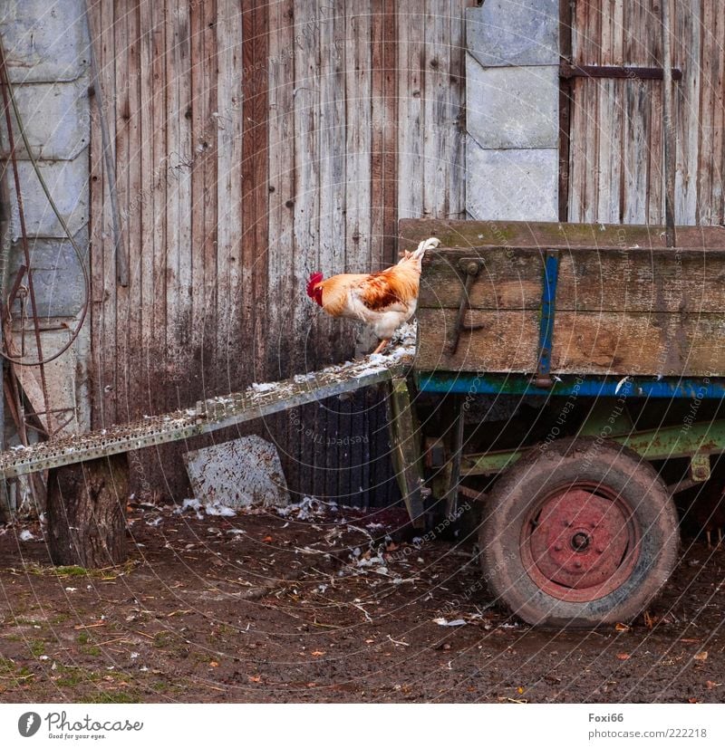 in search of.... Bad weather Populated Building Wall (barrier) Wall (building) Means of transport Trailer Farm animal 1 Animal Wood Observe Feeding Wait Dirty