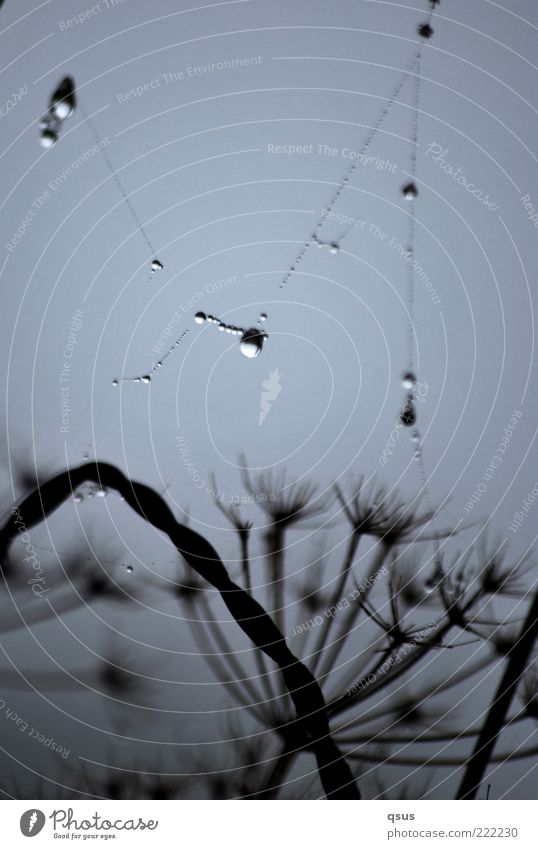 Wire-puller? Plant Drops of water Autumn Bad weather Fog Net Cobwebby Elastic Exterior shot Detail Deserted Morning Shallow depth of field Silhouette Rain