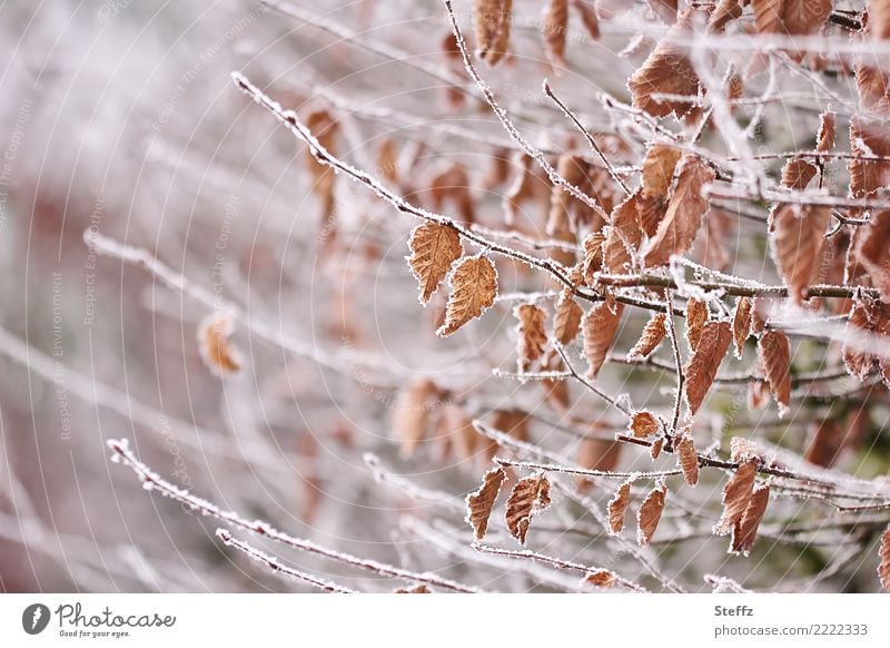 Foliage with frost foliage Frost chill twigs Frozen Cold winter onset of winter Winter mood naturally Seasons cold snap winter cold Cold shock Weather Nature