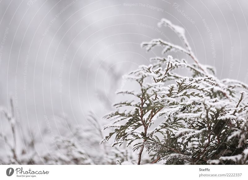 a hedge in winter Fog Snow winter cold Winter Silence Ice Frost Snowfall Hedge Twig chill winterly peace winterly silence Freeze Gloomy dreariness naturally