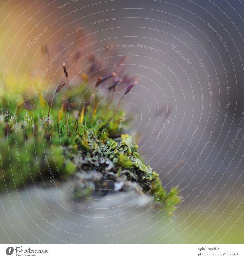 Nothing going on without moss Environment Nature Plant Moss Stone Blue Gray Green Violet Towering Growth Exterior shot Close-up Macro (Extreme close-up)