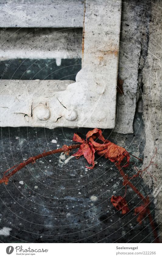 Pale Fading Nature Plant Autumn Leaf Stone Glass Metal Old Utilize To dry up Historic Uniqueness Gray Red Black White Calm Subdued colour Exterior shot Detail