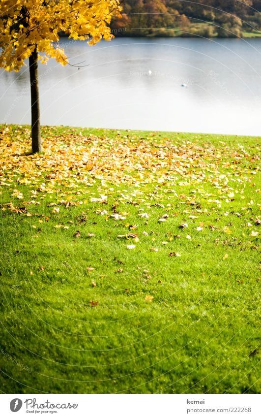 Yellow leaf inferno Environment Nature Landscape Plant Water Sunlight Autumn Climate Beautiful weather Tree Leaf Foliage plant Tree trunk Park Lakeside Pond