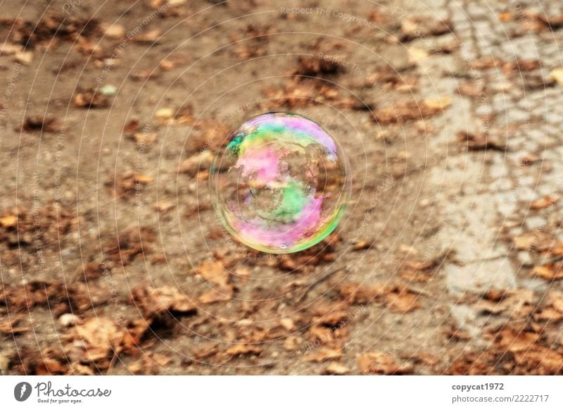 Autumn soap bubble Nature Earth foliage Round Multicoloured Moody Longing Dream Transience Soap bubble Bubble Colour photo Exterior shot Detail Deserted Day