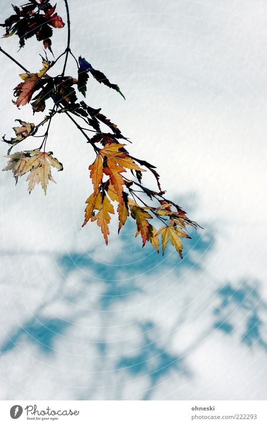 shadow cast Nature Sunlight Autumn Beautiful weather Leaf Colour photo Copy Space bottom Light Shadow Twigs and branches Autumn leaves Facade