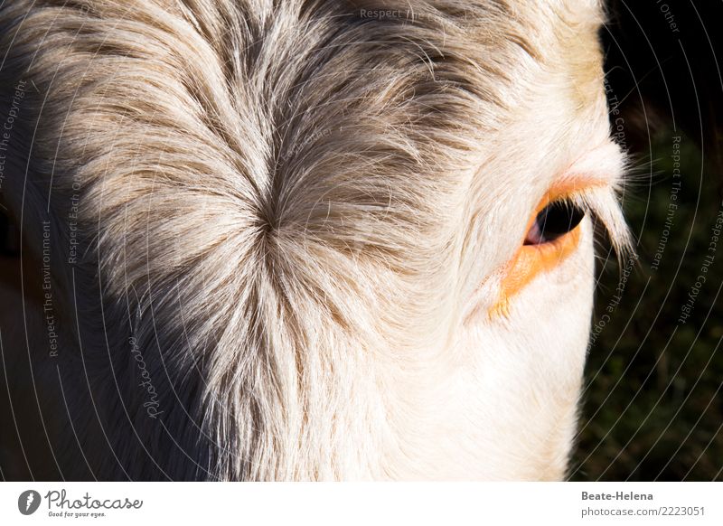 You have beautiful hair Beautiful Hair and hairstyles Calm Meditation Fur coat White-haired Animal Pet Cow Animal face Think Looking Wait Esthetic Authentic