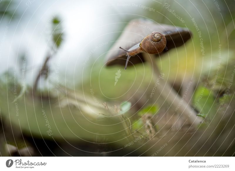 Snail circles the bottom edge of the mushroom cap Nature Plant Animal Sky Autumn Bad weather Grass Moss Leaf Foliage plant Wild plant Mushroom Crumpet Garden