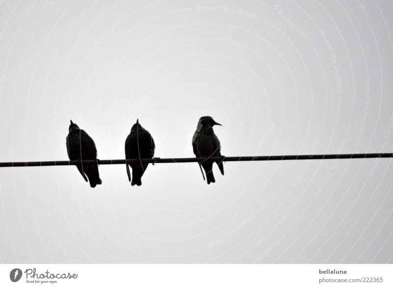 Sit & wait! Nature Animal Wild animal Bird Wing 3 High voltage power line Colour photo Subdued colour Exterior shot Morning Dawn Day Light Worm's-eye view