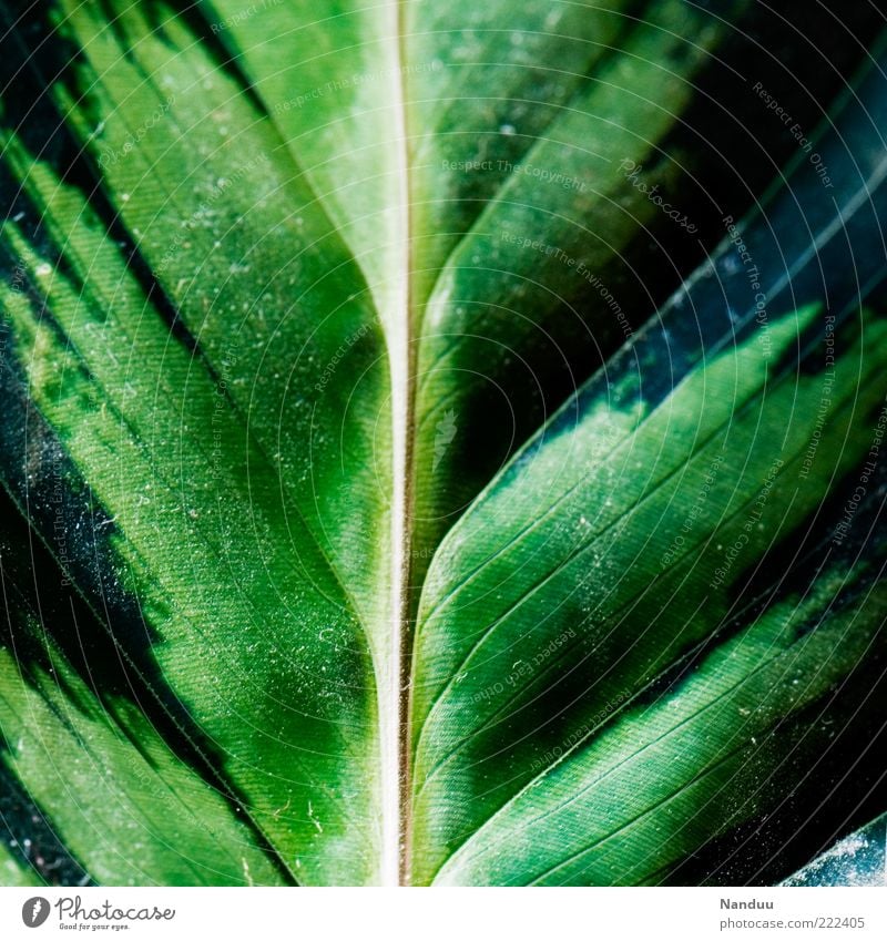 Life. Plant Leaf Foliage plant Exotic Fresh Fragile Rachis marante Green Part of the plant Copy Space left Copy Space right Deserted Colour photo Abstract