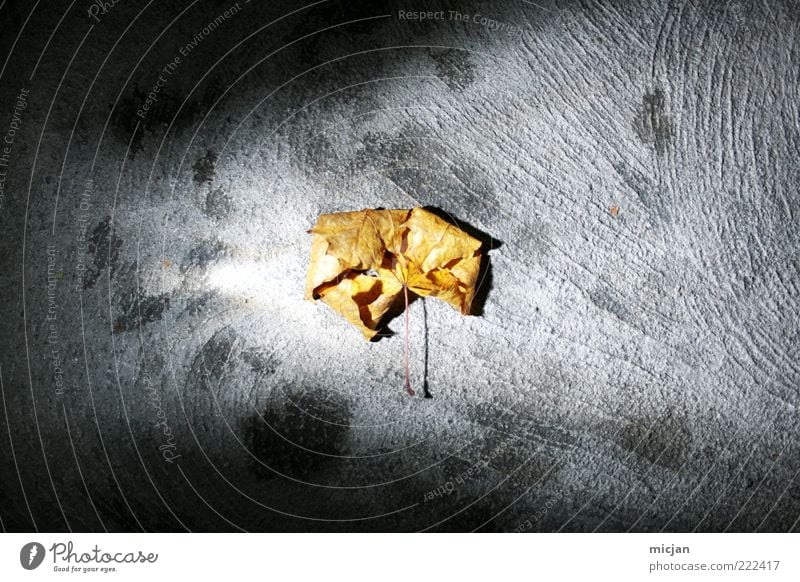 Autumn Leaf Dying Halo. Illuminate Middle Flash photo Contrast Yellow Gray Old Dry Ground Structures and shapes Speckled Central Seasons Transience Dark Night