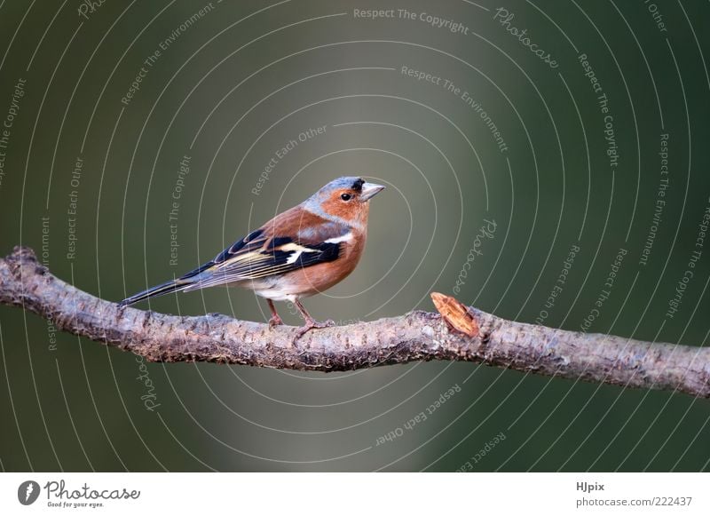 Chaffinch (Fringilla coelebs) Nature Animal Bird 1 Wild songbird passerine fringilla British European Finch perching perched wildlife countryside Colour photo