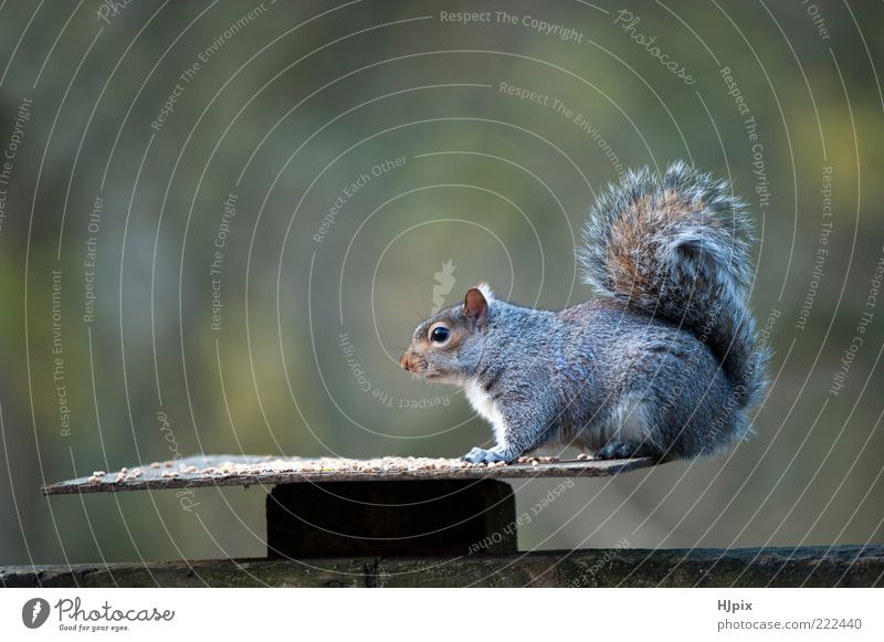 Grey Squirrel (Sciurus carolinensis) Garden Table Nature Animal Autumn Wild animal 1 grey Mammal British Pests vermin countryside wildlife treerat furry Bushy