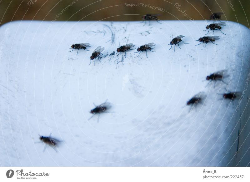 Flying among yourself II Calm Wing Environment Nature Animal Flock Animal tracks Line Network Crawl Wait Together Small Black White Ease Teamwork Multiple