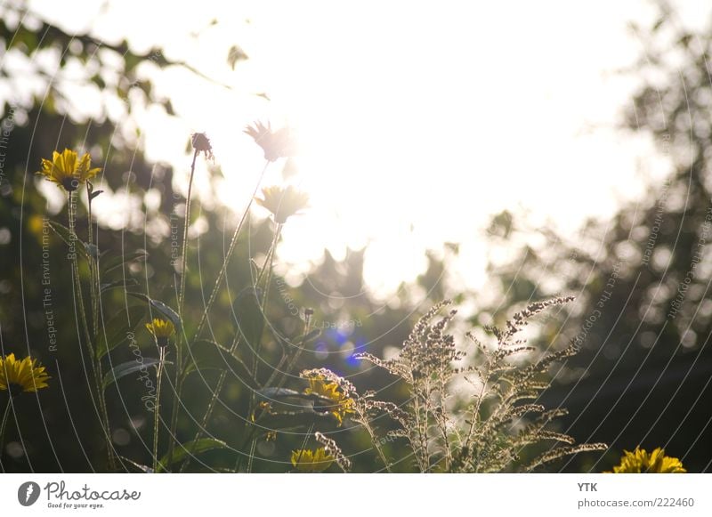 Golden November Environment Nature Plant Air Sky Sunlight Beautiful weather Bushes Blossom Wild plant Blossoming Illuminate Faded To dry up Growth Esthetic