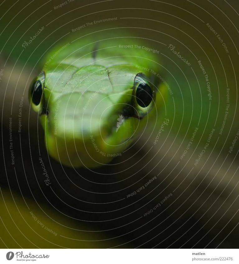 focus Animal Snake 1 Observe Exotic Green Eyes Fix Focus on Subdued colour Interior shot Close-up Deserted Copy Space bottom Twilight Blur