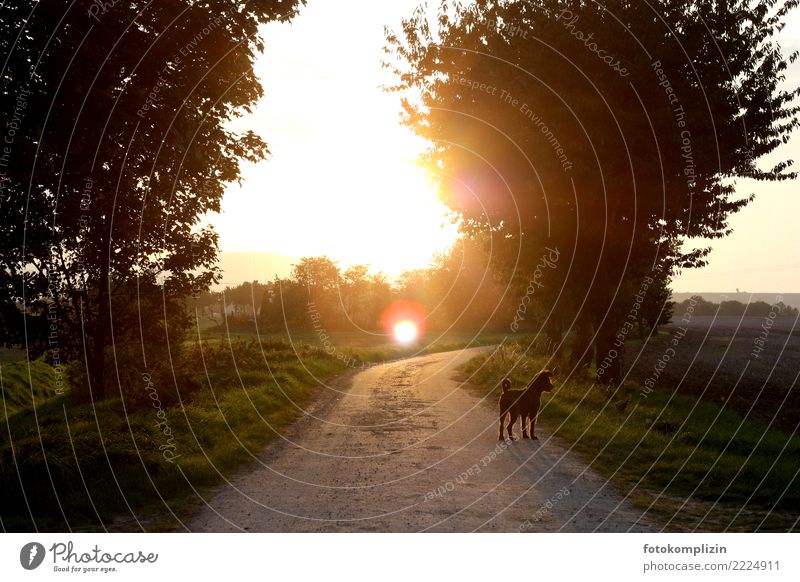 late summer sun Summer Sun Environment Nature Landscape Sunrise Sunset Sunlight Autumn Field Footpath Street dog Country road Village Deserted Lanes & trails