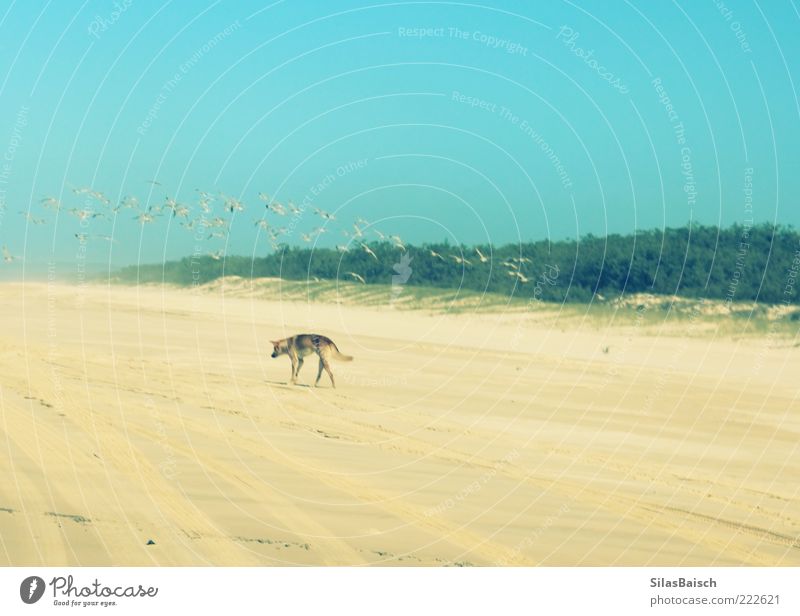 Lonely Dingo Sand Beach Island Animal Wild animal Dog Bird wild dog Loneliness Colour photo Exterior shot Day Motion blur Long shot Copy Space top