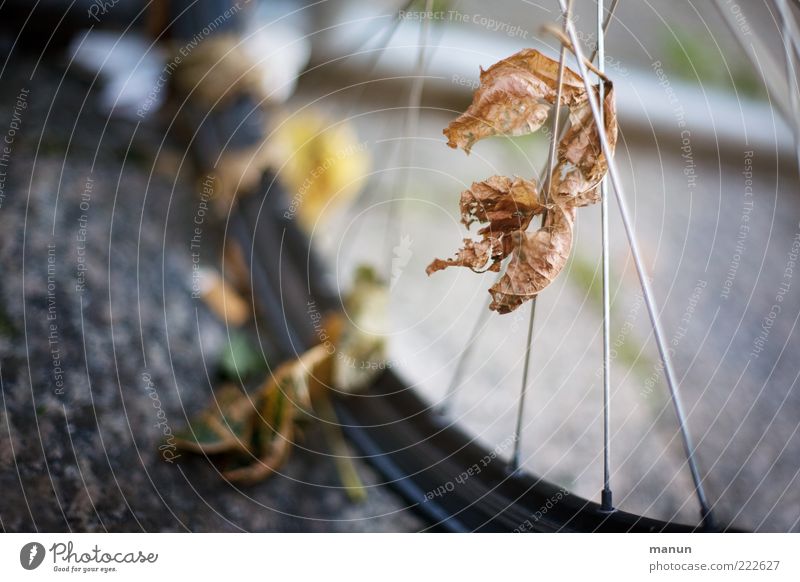 got under the wheels (LT Ulm 14.11.10) Autumn Leaf Autumnal Autumn leaves Early fall Transport Means of transport Street Bicycle Wheel Spokes To dry up Contact