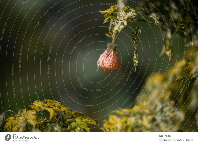 Orange-yellow-green Elegant Style Environment Nature Plant Autumn Beautiful weather Leaf Blossom Wild plant Part of the plant Bud Park Colour Harmonious