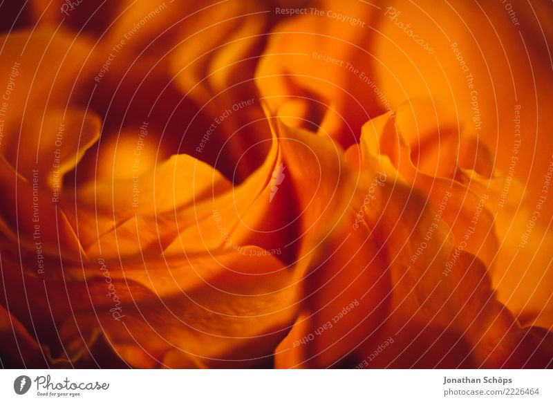 Flower waves I Blossom Red Corner Orange Blossoming Flowering plant Background picture Flowery pattern Colour photo Close-up Detail Macro (Extreme close-up)