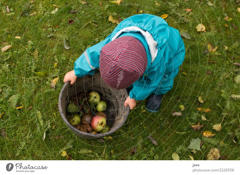 apple collection Fruit Apple Organic produce Joy Healthy Healthy Eating Contentment Leisure and hobbies Children's game Garden Thanksgiving Toddler 1 - 3 years