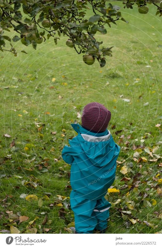 Can I get to it? Apple Joy Healthy Garden Child Toddler 1 - 3 years Autumn Leaf Meadow Rubber boots Cap Discover Tall Cute Hope Effort Pick Apple tree