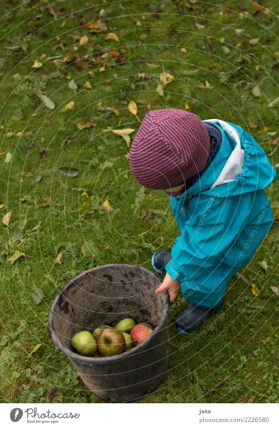 Half Full Fruit Apple Joy Leisure and hobbies Playing Garden Study Child Infancy 1 Human being 1 - 3 years Toddler Environment Nature Autumn Leaf Meadow Cap