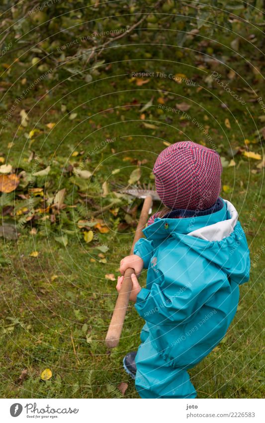 rake leaves Joy Contentment Children's game Garden Gardening Toddler 1 - 3 years Nature Autumn Leaf Park Meadow Rubber boots Cap Discover Cute Success Power