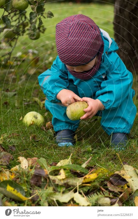 Apple from the garden Fruit Nutrition Organic produce Holiday season Children's game Trip Freedom Thanksgiving Toddler 1 - 3 years Autumn Leaf Autumn leaves