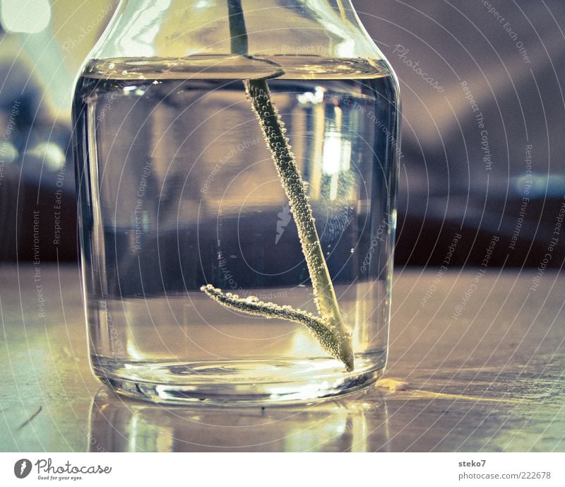 fingerprint Vase Esthetic Glass Stalk Air bubble Table Water Subdued colour Interior shot Detail Deserted Shallow depth of field Part of the plant Reflection