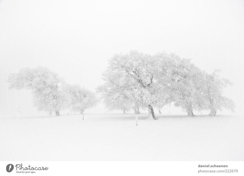 so who hasn't got snow yet? Winter Snow Environment Nature Landscape Climate Weather Wind Fog Ice Frost Tree Bright White Black Forest Monochrome Subdued colour