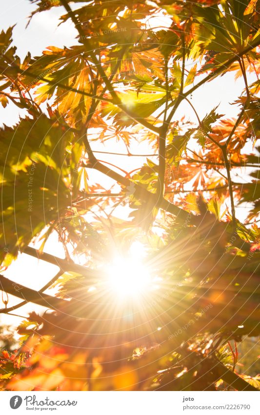 autumn sun Nature Autumn Beautiful weather Tree Leaf Garden Park Bright Warmth Attentive Calm Energy Relaxation Colour Hope Idyll Perspective Senses Environment