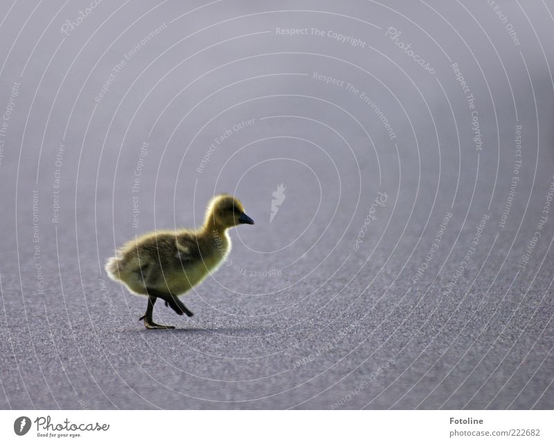 HAPPY BIRTHDAY PHOTOCASE! Environment Nature Animal Earth Wild animal Bird Pelt 1 Baby animal Going Walking Bright Small Natural Cute Chick Goose Gosling