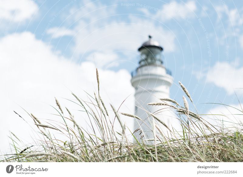 The grass is over the matter Vacation & Travel Tourism Trip Sightseeing Sky Clouds Summer Climate Beautiful weather Plant Grass Marram grass North Sea