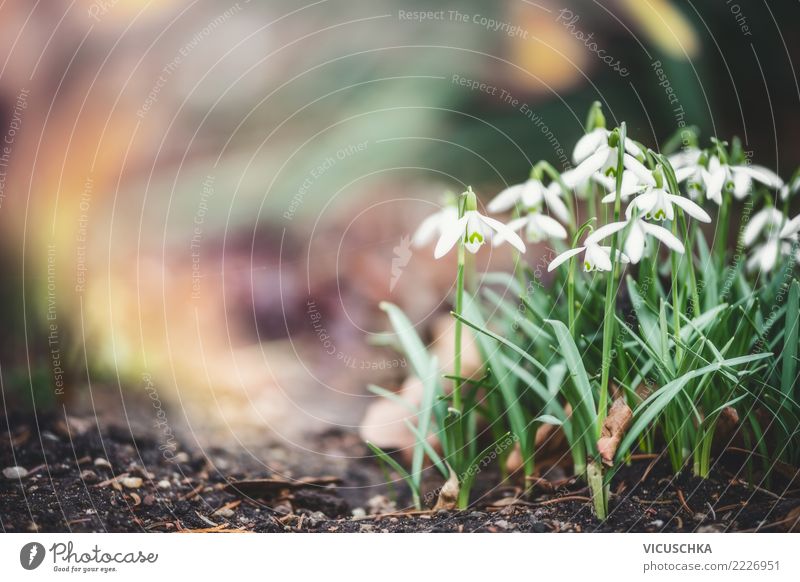 snowdrops Lifestyle Garden Nature Plant Spring Flower Leaf Blossom Park Design Background picture Snowdrop Colour photo Exterior shot Close-up