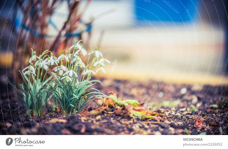 Spring Nature awakens with snowdrops Lifestyle Winter Garden Plant Beautiful weather Flower Blossom Park Snowdrop Spring flower spring bed Colour photo