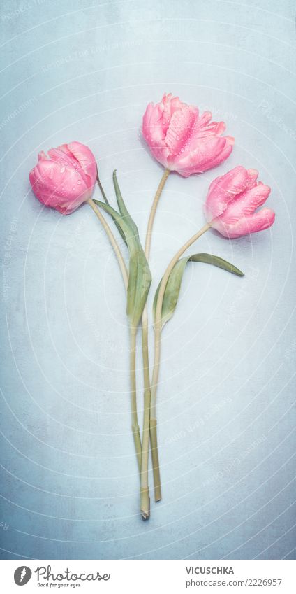 Tulips Bouquet of flowers Style Design Feasts & Celebrations Valentine's Day Mother's Day Wedding Birthday Nature Plant Spring Leaf Blossom Decoration Blue Pink