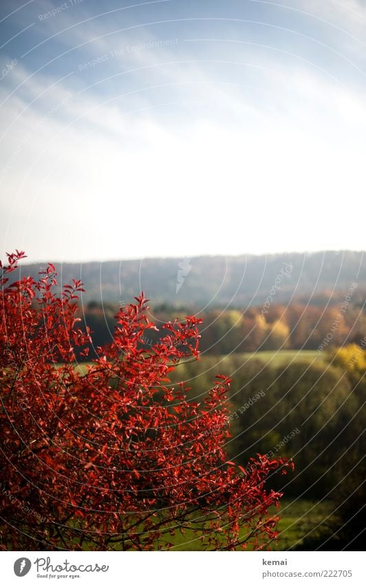 Red Zora Environment Nature Landscape Plant Sky Clouds Sunlight Autumn Beautiful weather Tree Bushes Leaf Wild plant Forest Hill Nature reserve Growth Green