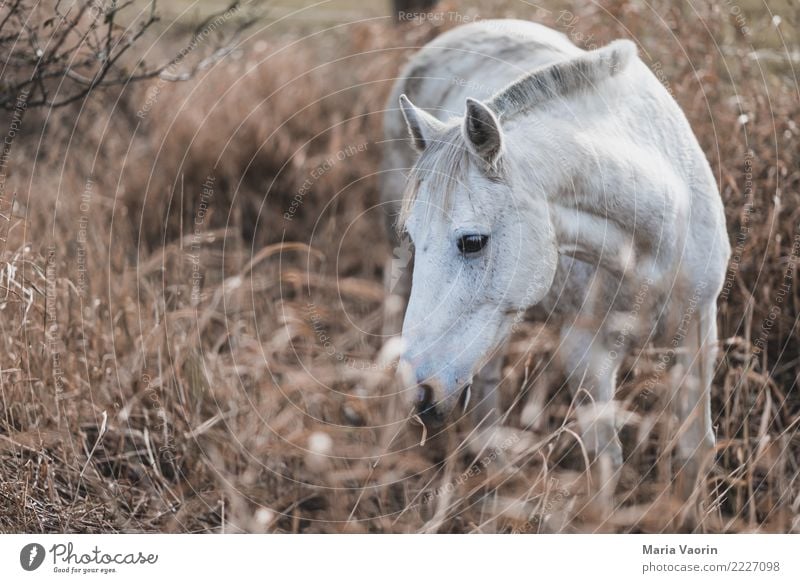 horse-table Ride Equestrian sports Nature Autumn Bushes Field Animal Farm animal Horse 1 To feed Natural Brown White Warm-heartedness Love of animals Calm