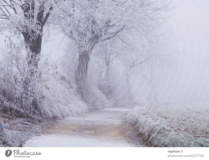 frozen path with trees, foggy winter wonderland idyllic park snow field season weather frosty cold beautiful christmas forest background country environment