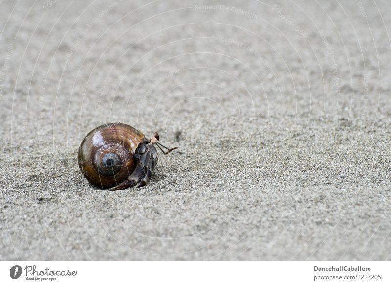 solitary Nature Sand Coast Beach Animal Hermit crab Shellfish 1 Small Mussel shell Walking Crawl Moving (to change residence) Individual Marine animal